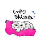 ふわねこ しゃーちゃん（個別スタンプ：13）