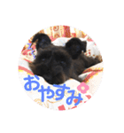 MinitureSchnauzer ロック（個別スタンプ：3）