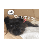 MinitureSchnauzer ロック（個別スタンプ：10）