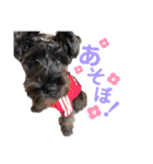 MinitureSchnauzer ロック（個別スタンプ：14）