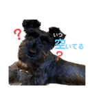 MinitureSchnauzer ロック（個別スタンプ：15）