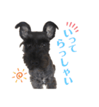 MinitureSchnauzer ロック（個別スタンプ：21）