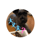 MinitureSchnauzer ロック（個別スタンプ：23）