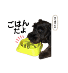 MinitureSchnauzer ロック（個別スタンプ：27）