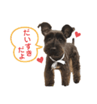 MinitureSchnauzer ロック（個別スタンプ：31）