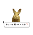 *うさぎのうさちゃん*吹き出しミックス♪（個別スタンプ：1）