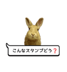 *うさぎのうさちゃん*吹き出しミックス♪（個別スタンプ：2）