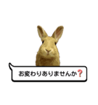 *うさぎのうさちゃん*吹き出しミックス♪（個別スタンプ：3）