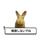 *うさぎのうさちゃん*吹き出しミックス♪（個別スタンプ：4）