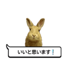 *うさぎのうさちゃん*吹き出しミックス♪（個別スタンプ：5）
