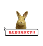 *うさぎのうさちゃん*吹き出しミックス♪（個別スタンプ：8）