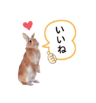 *うさぎのうさちゃん*吹き出しミックス♪（個別スタンプ：10）