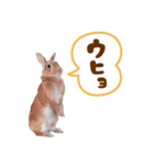 *うさぎのうさちゃん*吹き出しミックス♪（個別スタンプ：12）