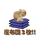 *うさぎのうさちゃん*吹き出しミックス♪（個別スタンプ：13）