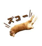 *うさぎのうさちゃん*吹き出しミックス♪（個別スタンプ：14）