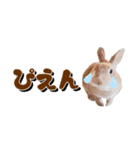*うさぎのうさちゃん*吹き出しミックス♪（個別スタンプ：15）