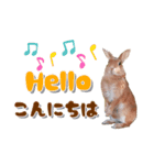 *うさぎのうさちゃん*吹き出しミックス♪（個別スタンプ：16）