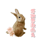 *うさぎのうさちゃん*吹き出しミックス♪（個別スタンプ：17）