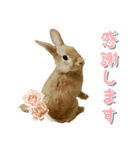 *うさぎのうさちゃん*吹き出しミックス♪（個別スタンプ：18）