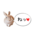 *うさぎのうさちゃん*吹き出しミックス♪（個別スタンプ：19）
