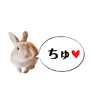 *うさぎのうさちゃん*吹き出しミックス♪（個別スタンプ：20）