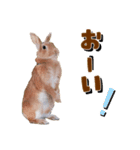 *うさぎのうさちゃん*吹き出しミックス♪（個別スタンプ：21）