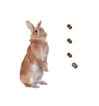 *うさぎのうさちゃん*吹き出しミックス♪（個別スタンプ：22）