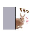 *うさぎのうさちゃん*吹き出しミックス♪（個別スタンプ：23）