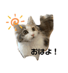 子猫のナナちゃんの良く使う可愛いスタンプ（個別スタンプ：1）