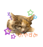 子猫のナナちゃんの良く使う可愛いスタンプ（個別スタンプ：2）