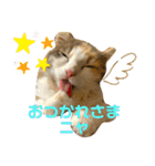 子猫のナナちゃんの良く使う可愛いスタンプ（個別スタンプ：3）