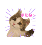 子猫のナナちゃんの良く使う可愛いスタンプ（個別スタンプ：4）