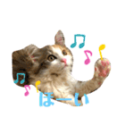 子猫のナナちゃんの良く使う可愛いスタンプ（個別スタンプ：5）