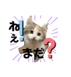 子猫のナナちゃんの良く使う可愛いスタンプ（個別スタンプ：6）