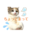 子猫のナナちゃんの良く使う可愛いスタンプ（個別スタンプ：8）