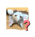 子猫のナナちゃんの良く使う可愛いスタンプ（個別スタンプ：10）