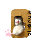 子猫のナナちゃんの良く使う可愛いスタンプ（個別スタンプ：11）