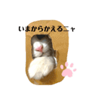 子猫のナナちゃんの良く使う可愛いスタンプ（個別スタンプ：13）