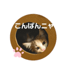 子猫のナナちゃんの良く使う可愛いスタンプ（個別スタンプ：14）