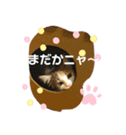 子猫のナナちゃんの良く使う可愛いスタンプ（個別スタンプ：15）