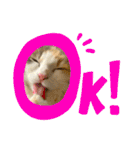 子猫のナナちゃんの良く使う可愛いスタンプ（個別スタンプ：17）