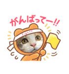 子猫のナナちゃんの良く使う可愛いスタンプ（個別スタンプ：25）