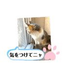 子猫のナナちゃんの良く使う可愛いスタンプ（個別スタンプ：27）