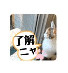 子猫のナナちゃんの良く使う可愛いスタンプ（個別スタンプ：29）
