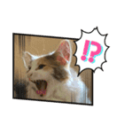 子猫のナナちゃんの良く使う可愛いスタンプ（個別スタンプ：31）