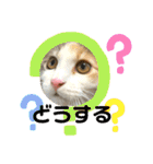 子猫のナナちゃんの良く使う可愛いスタンプ（個別スタンプ：34）