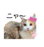 子猫のナナちゃんの良く使う可愛いスタンプ（個別スタンプ：35）