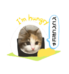 子猫のナナちゃんの良く使う可愛いスタンプ（個別スタンプ：36）