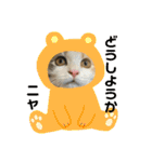 子猫のナナちゃんの良く使う可愛いスタンプ（個別スタンプ：37）