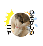 子猫のナナちゃんの良く使う可愛いスタンプ（個別スタンプ：38）